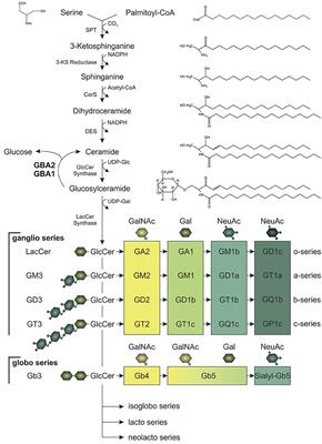 The Enigmatic Role of GBA2 in Controlling Locomotor Function